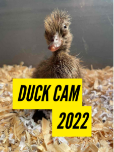 duck cam 2022